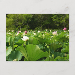 Bereich Lotus Blume Sommergarten Postkarte