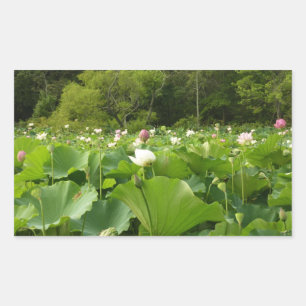 Bereich Lotus Blume Sommergarten Rechteckiger Aufkleber