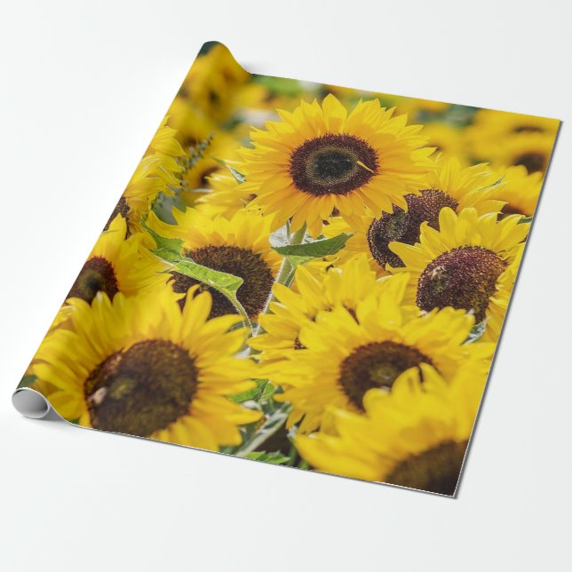 Bereich Sonnenblumen Design Umhüllungspapier Geschenkpapier (Ungerollt)