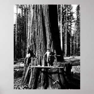 BEREIT, EINEN GIANTEN SEQUOIEN c. 1888 Poster