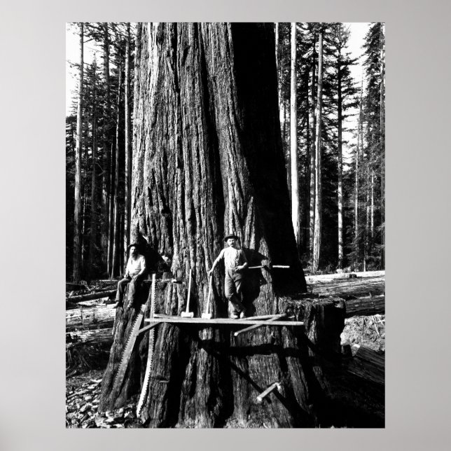 BEREIT, EINEN GIANTEN SEQUOIEN c. 1888 Poster (Vorne)