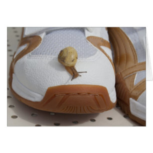 Bereit für Schneckenrennen