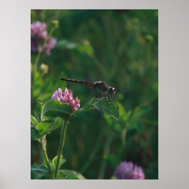 Bereit zum Fliegen - Libellen-Poster Poster (Vorne)