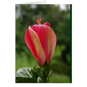 bereiten Sie vor, um zu blühen