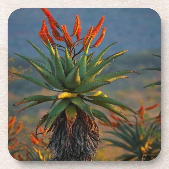 Berg Aloe (Aloe Marlothii Berger) 2 Getränkeuntersetzer (Vorderseite)