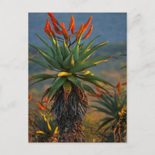 Berg Aloe (Aloe Marlothii Berger) 2 Postkarte