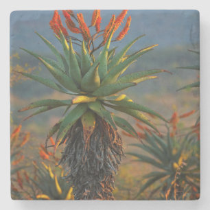 Berg-Aloe (Aloe Marlothii Berger) 2 Steinuntersetzer