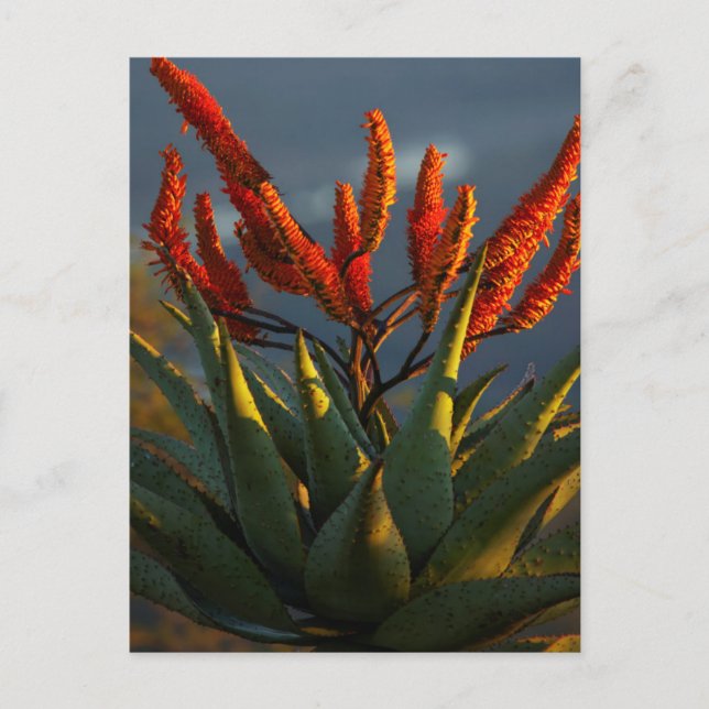 Berg Aloe (Aloe Marlothii Berger) Postkarte (Vorderseite)