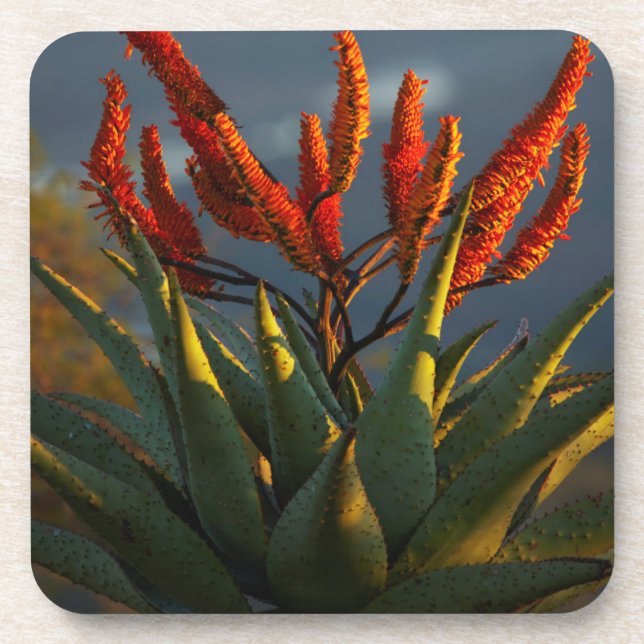 Berg Aloe (Aloe Marlothii Berger) Untersetzer (Vorderseite)
