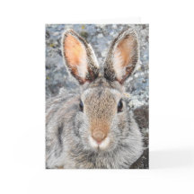 Berg Cottontail Notecard