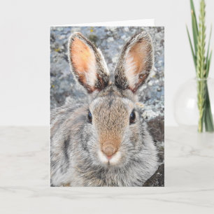 Berg Cottontail Notecard Karte