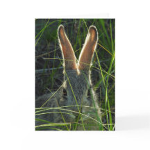 Berg Cottontail Notecard