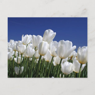 Berg der weißen Tulpen gegen den blauen Himmel Postkarte