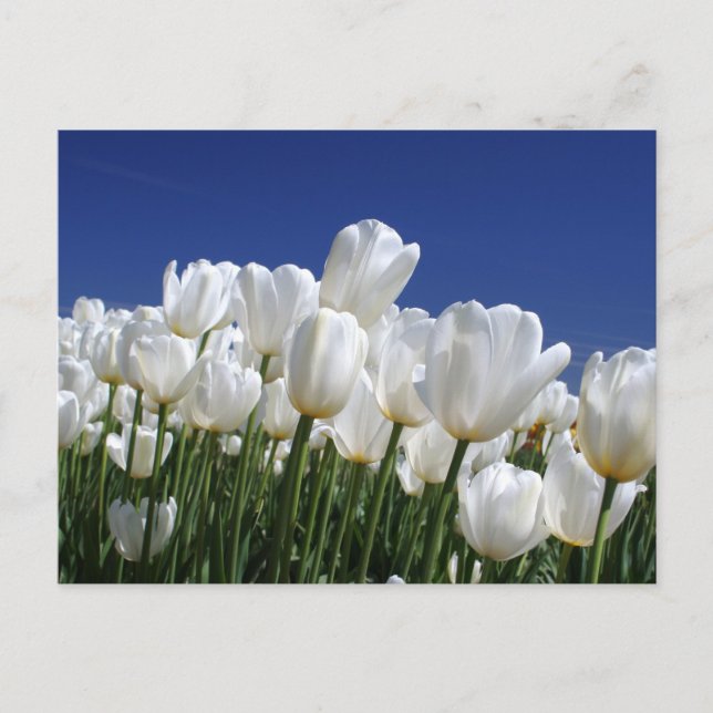 Berg der weißen Tulpen gegen den blauen Himmel Postkarte (Vorderseite)