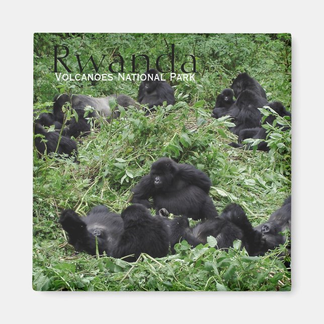 Berg-Gorilla-Gruppe in Ruanda Textmagnet Magnet (Vorne)