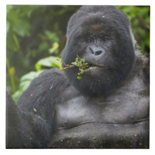 Berg Gorilla und Silverback Fliese