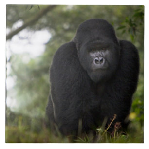 Berg Gorilla und Silverback Fliese