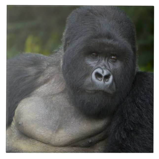 Berg Gorilla und Silverback Fliese (Vorderseite)