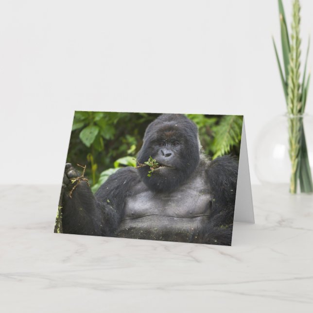 Berg Gorilla und Silverback Karte (Vorderseite)