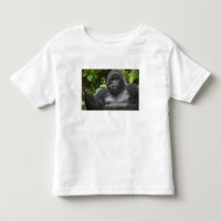 Berg Gorilla und Silverback