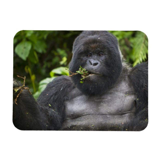 Berg Gorilla und Silverback Magnet (Horizontal)