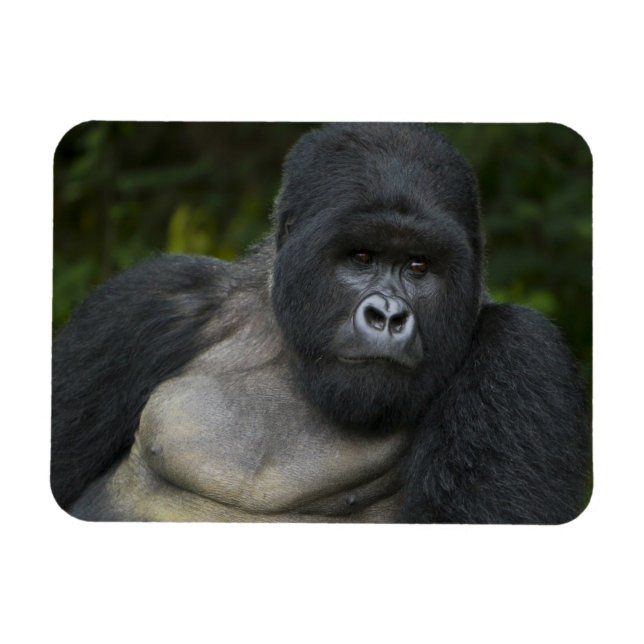 Berg Gorilla und Silverback Magnet (Horizontal)