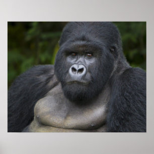 Berg Gorilla und Silverback Poster