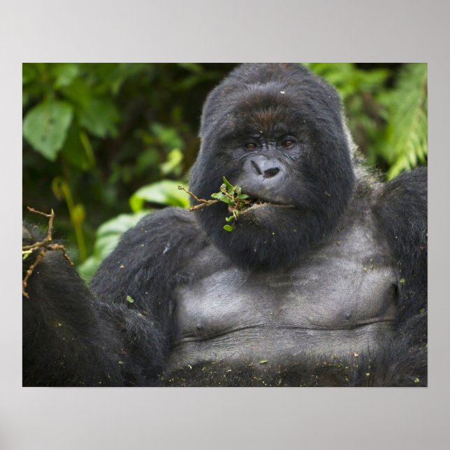 Berg Gorilla und Silverback Poster (Vorne)