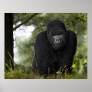 Berg Gorilla und Silverback Poster