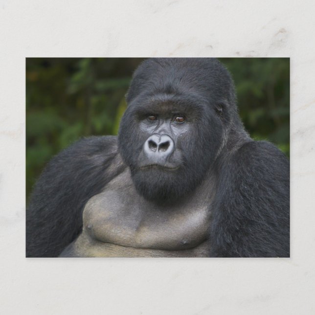 Berg Gorilla und Silverback Postkarte (Vorderseite)