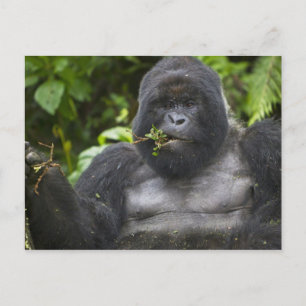Berg Gorilla und Silverback Postkarte