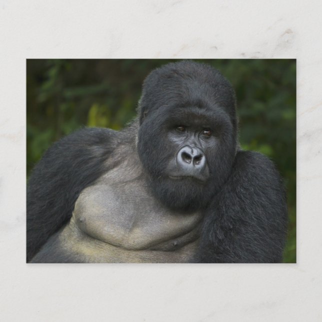 Berg Gorilla und Silverback Postkarte (Vorderseite)