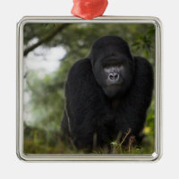 Berg Gorilla und Silverback