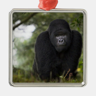 Berg Gorilla und Silverback Silbernes Ornament