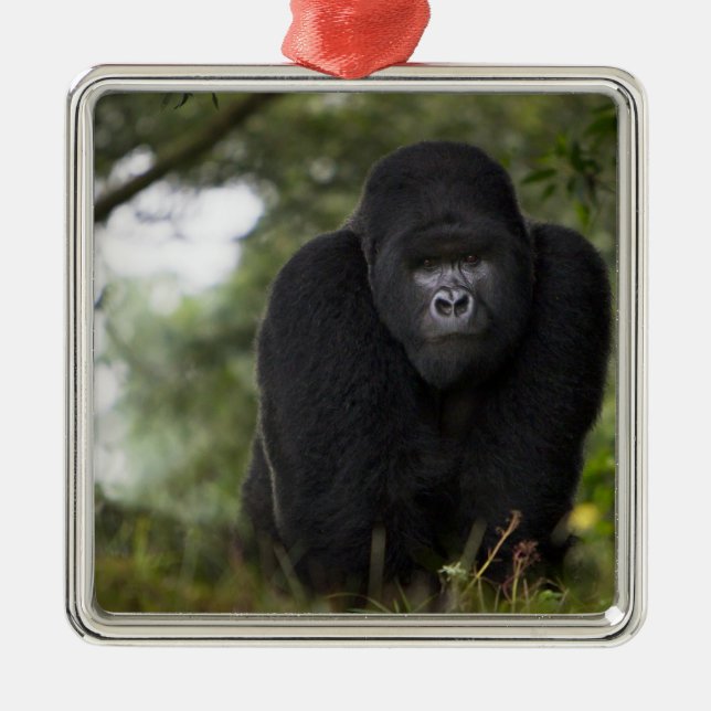 Berg Gorilla und Silverback Silbernes Ornament (Vorne)