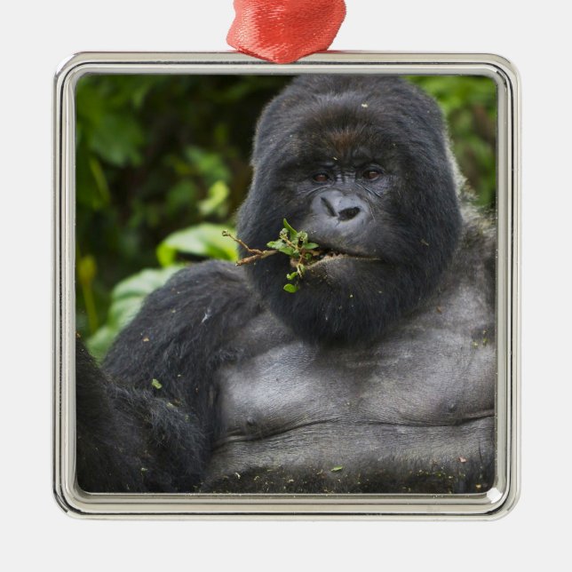 Berg Gorilla und Silverback Silbernes Ornament (Vorne)