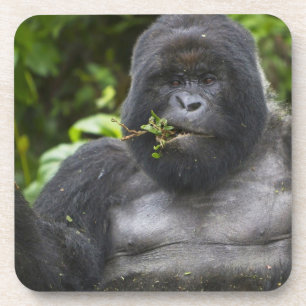 Berg Gorilla und Silverback Untersetzer