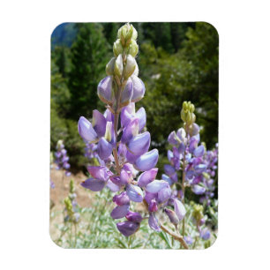 Berg-Lupinen im Yosemite Magnet