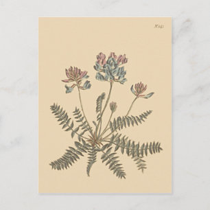 Berg-Milchkraut-Botanische-Illustration Postkarte