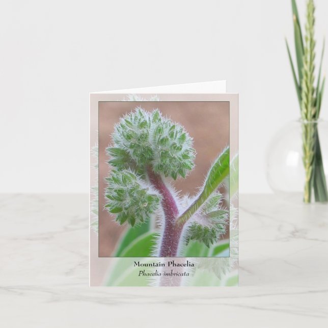 Berg Phacelia - gebürtiges Notecard Karte (Vorderseite)