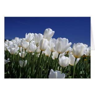 Berg von Tulips auf einem perfekten blauen Himmel