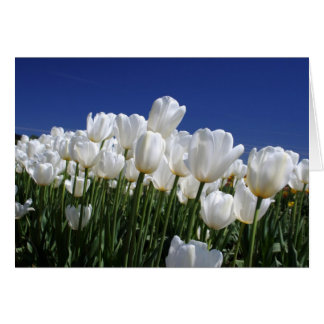 Berg von Tulips auf einem perfekten blauen Himmel