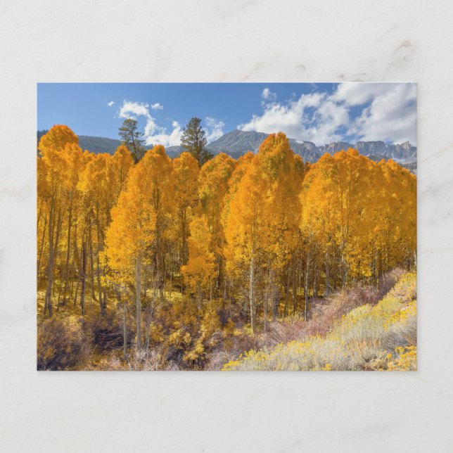 Bergaspenwald in Herbstfarben Postkarte (Vorderseite)