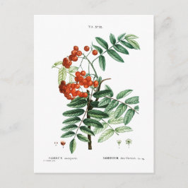 BERGE ASH BOTANISCHE POSTKARTE
