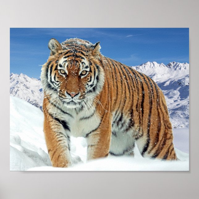 Berge Natur Winter Foto Schnee Tiger Poster (Vorne)