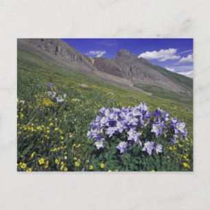 Berge und Wildblumen auf Almwiese, Blau Postkarte