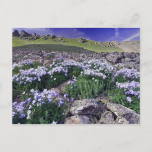 Berge und Wildblumen auf Almwiese, Postkarte