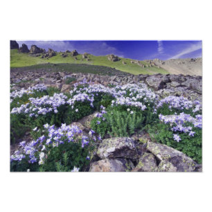 Berge und Wildblumen auf Almwiesen, Fotodruck