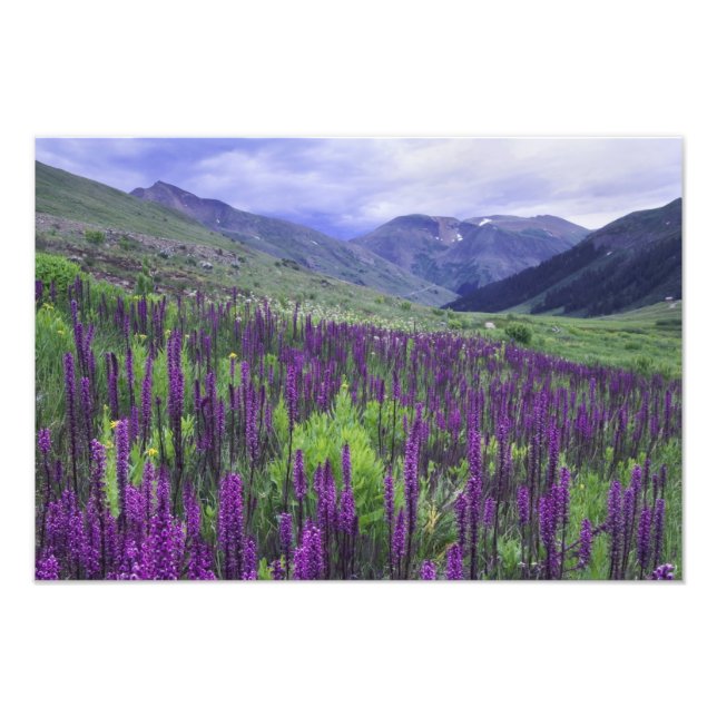 Berge und Wildblumen auf der Alp, 2 Fotodruck (Vorne)