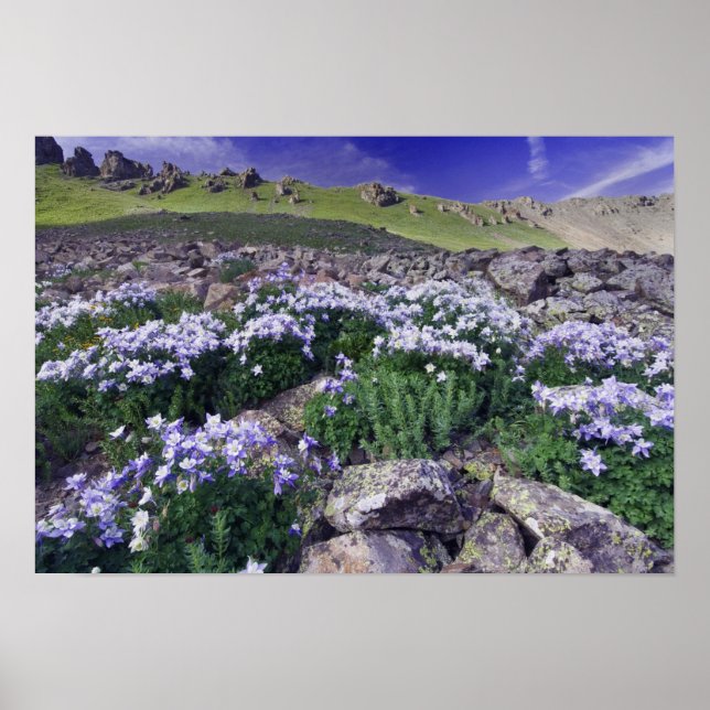 Berge und Wildblumen auf der Alp-Wiese, Poster (Vorne)